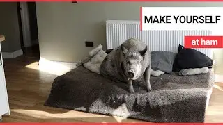 Couple adopt micro-animal which grew into a 28 stone pig | SWNS TV