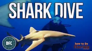 Shark Diving in Riviera Beach, FL | How to Do Florida