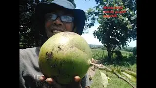 Manfaat buah maja bagi petani supaya cepat kaya
