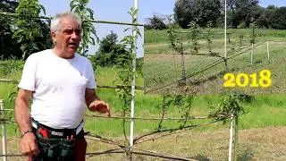 Guyot bilaterale su melo un anno dopo