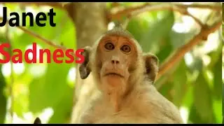 Sadness !! Poor Monkey JANET So Hungry Milk, JANET Looking for Mom to get Milk