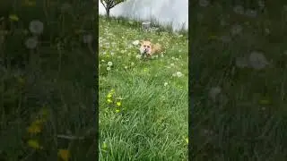 Happy fox