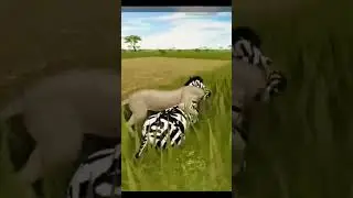 Lioness sucessfully hunt a zebra ROBLOX Wild Savanna