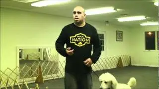 HYNOONE K-9 