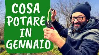 POTATURE DI GENNAIO: quali piante potare adesso