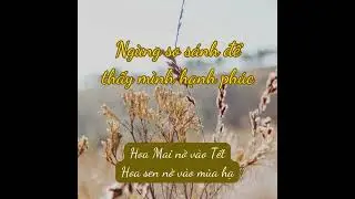 Ngừng so sánh để thấy mình hạnh phúc