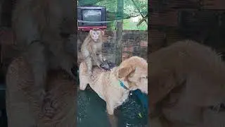 Adorable Baby Monkey Trio Laughing #cute #monkey #animals #adoreble #puppy