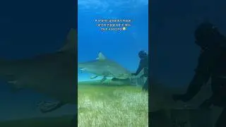 CODE BROWN FOR ME HERE 😂💩 #sharks #wildlife #ocean #shark #animal #sea #oceanlife #scubadiving