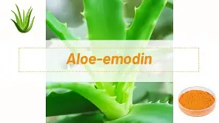 [Aloe-Emodin]Wellgreen Factory Natural Plant Aloe Vera Extract Powder