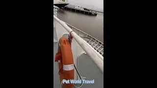 Viajando en Barco con Bulldog Frances - Pet World Travel