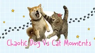 Baby Shiba Always Protects Mom 🐶💛 | Dog Vs Cat Chaotic Compilation😼