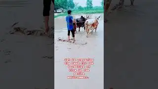 #food #Rice Preparing the ground #olympicgoldmedals for the local environment #pakistan