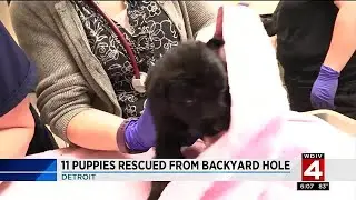 11 puppies rescued from backyard hole