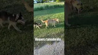 #perros #bloguerasalvadore&ntilde;a #elcampo #salvadore&ntilde;a #salvadore&ntilde;o