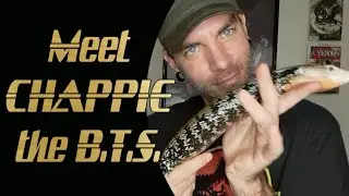 Halmahera Blue Tongue Skink info time!