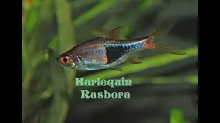 Harlequin rasbora ( Trigonostigma heteromorpha ) Species Profile