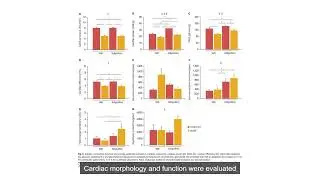 Effects of Short Term Adiponectin Receptor Agonism on Cardiac Function and Energetics