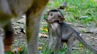 P151-Very Pity Baby Lori With Dirty Face Crying For  Mom|Thanks To Pigtail For Taking Care Poor Lori