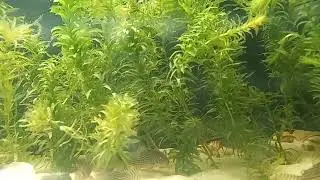 Brazilian Waterweed (Elodea densa)