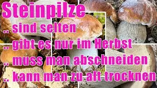 Steinpilze sind selten | Steinpilze gibts nur im Herbst | Zum Trocknen geht der noch, abschneiden!