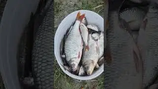 Dunav bela riba radi