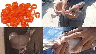 Home made pigeon ring kaise banae|| pigeon ring kaise banae || kabutar ke pair ke challe