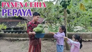 HAFIDAKU PANEN PEPAYA LANGSUNG 1 EMBER❓