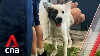 A Bangkok puppy cafe that helps rescue dogs find their forever home