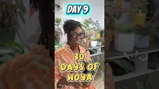Day 9 of 30 Days of Hoya! #hoyacare #dreundertheleaves #houseplants #hoyaplant #30daysofhoya