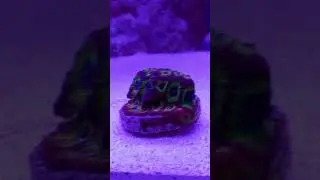 Favia CORAL GROWTH