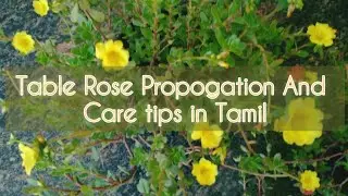 Table Rose Propogation And Care Tips In Tamil