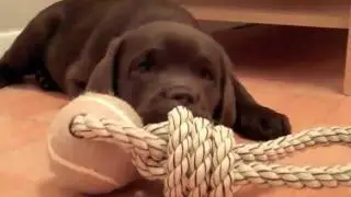 Gorgeous chocolate lab puppy - Samba
