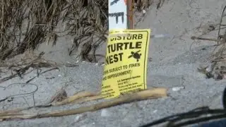 Rising temperatures 'cooking' sea turtle eggs