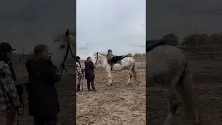 Заездка мягкими методами происходит именно так #horse #animals #sport #training #russia #top