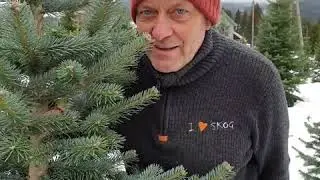 Kj&oslash;p ekte juletre, ikke plastikk
