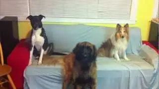 Dog Family Photo Op.
