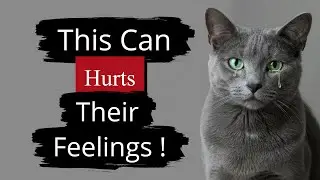 Everyday Things That Secretly Break Your Cat&rsquo;s Heart
