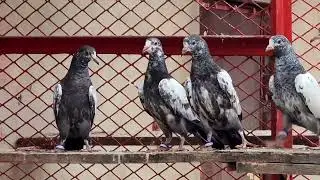 #khattak#chsakhi#babypigeon#teddy#viral