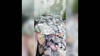 cg special angakar roti status song