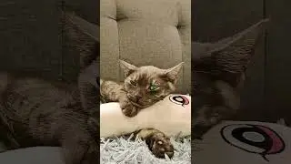 Look at this cat's face, is she perfect? #cat #sprunki #cuteanimal #pets #shorts