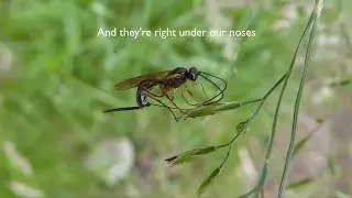 Introducing the ichneumon (ick-NEW-mon)