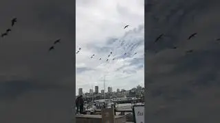 Flock of cranes flying