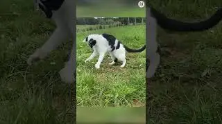 Испытание &laquo;Попробуй не засмеяться&raquo; 😜😼 Подборка смешных и милых видео с котиками 82 #КОРОТКОМЕТРАЖНЫЕ