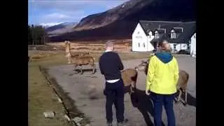 Deers at Kings House Hotel