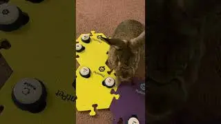 Talking Rabbit Asks For Her Ball 🐰 || Talking Pet Button UPDATE