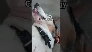 bassethund