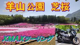 XMAXで羊山公園芝桜鑑賞ツーリング 2025年4月下旬