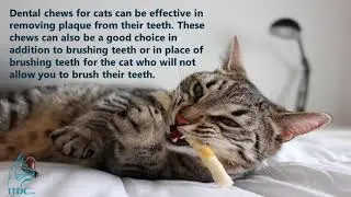 What Role Does Diet Play in Feline Dental and Oral Health