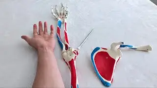 Upper Extremity Bony Landmarks: From Clavicle to Carpals