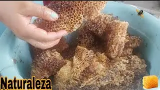 Como Se Saca La Miel De Abeja